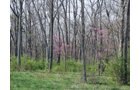 Property photo 9 - 188 Acres Offered in 5 Tracts